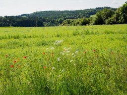 fusswallfahrt_2019_20190901_1708612039
